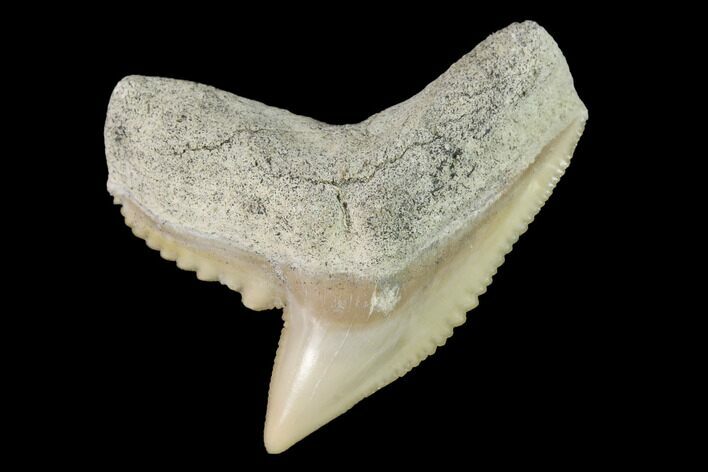 Fossil Tiger Shark (Galeocerdo) Tooth - Aurora, NC #143917